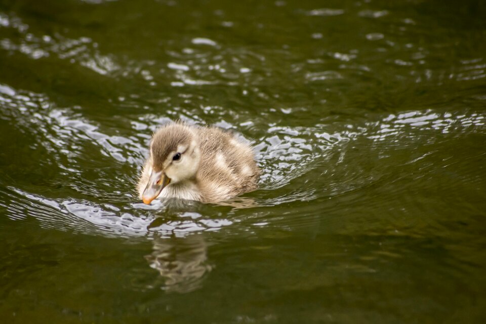 Cute newborn water photo