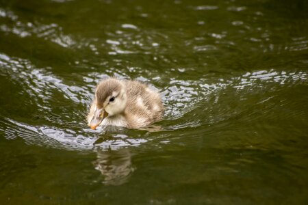 Cute newborn water