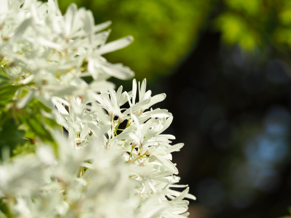 Flowers white flowers spring
