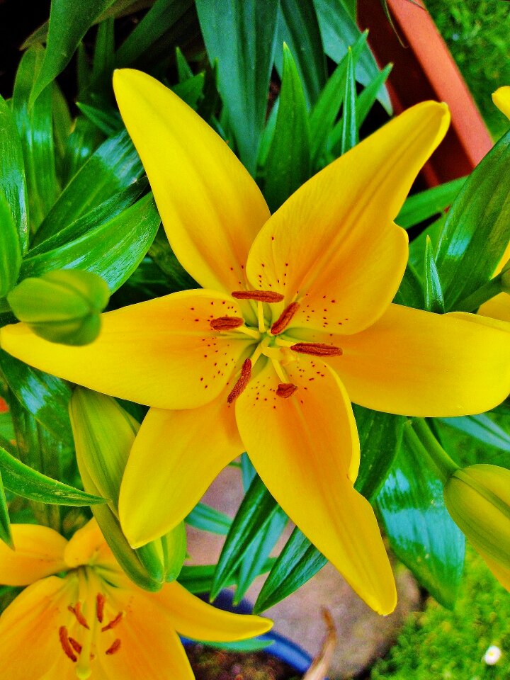 Summer bloom macro