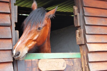 Animal farm mare
