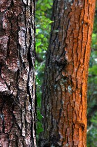 Trunk texture green