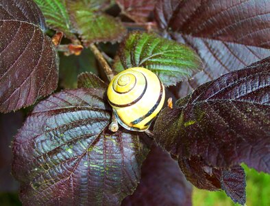 Snail purple-maroon leaves nature