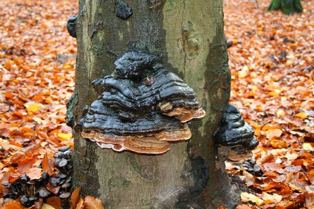 Tinder leuvenum forest