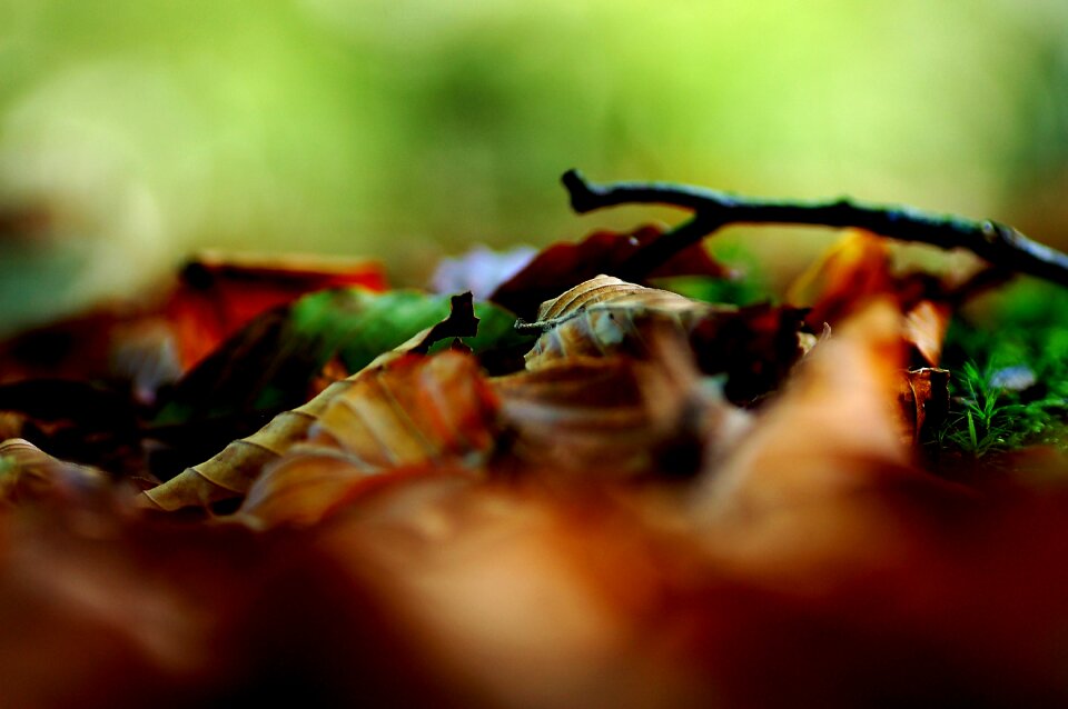 Leaves autumn golden autumn