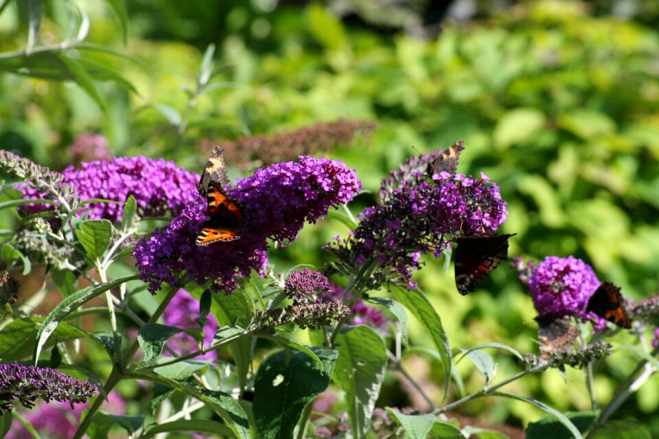 Butterfly bush butterflies garden