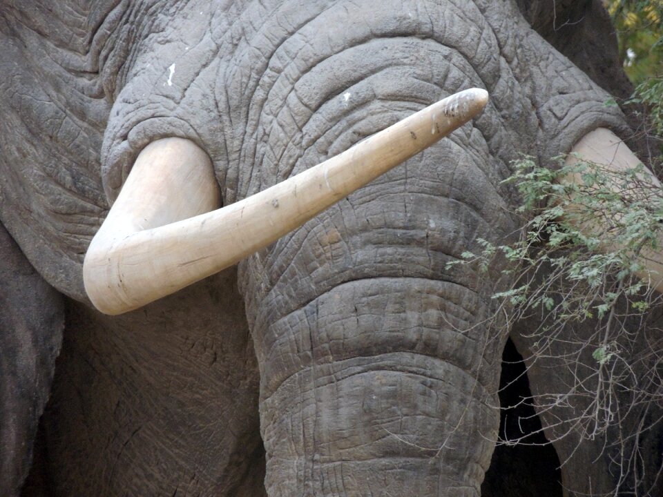 Elephant nature wild