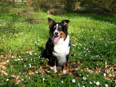 Animal attention meadow