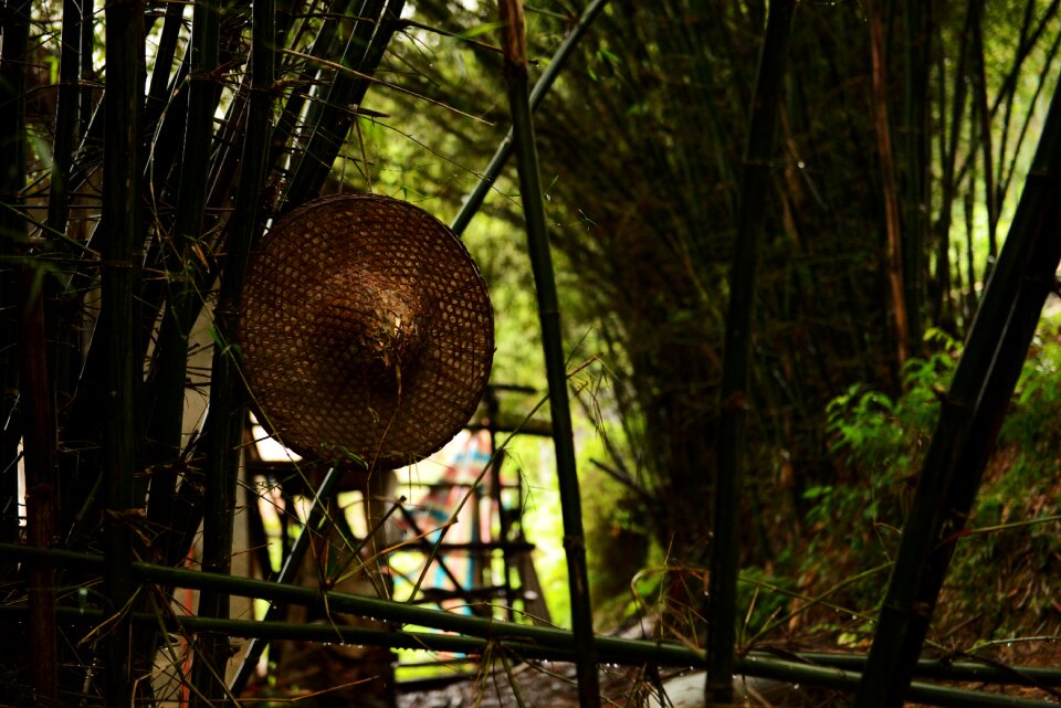 The scenery hat woods