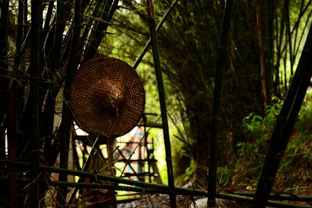 The scenery hat woods