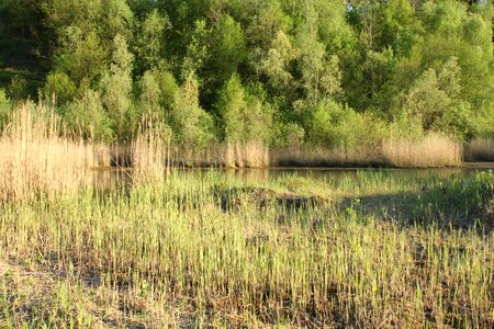 Nature nature reserve wetland