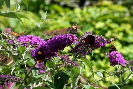 Butterfly bush butterflies garden