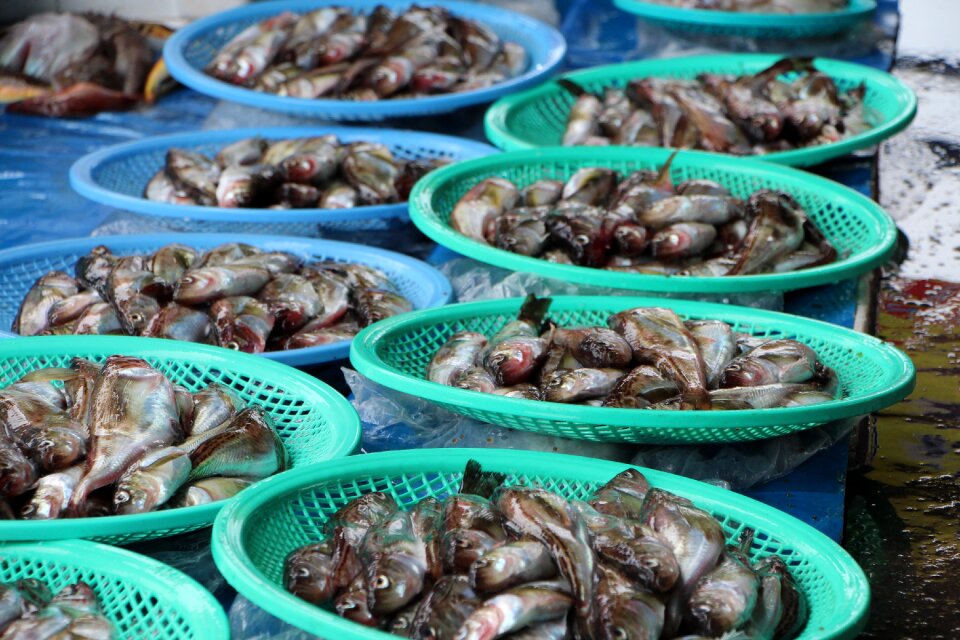 Sandfish market fish market