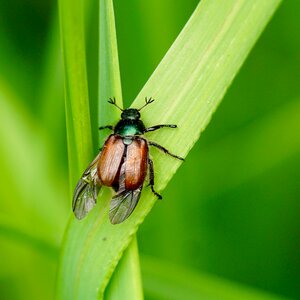 Nature wing chitin