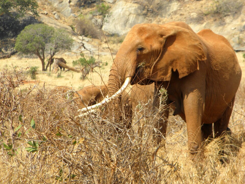 Wild wildlife animal