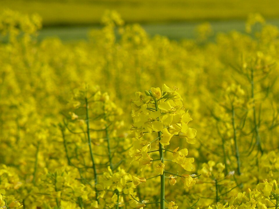 Oilseed rape spring blossom