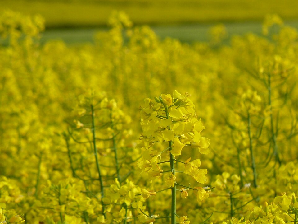 Oilseed rape spring blossom photo