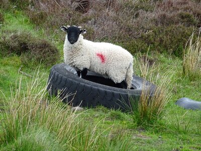 Nature agriculture wool