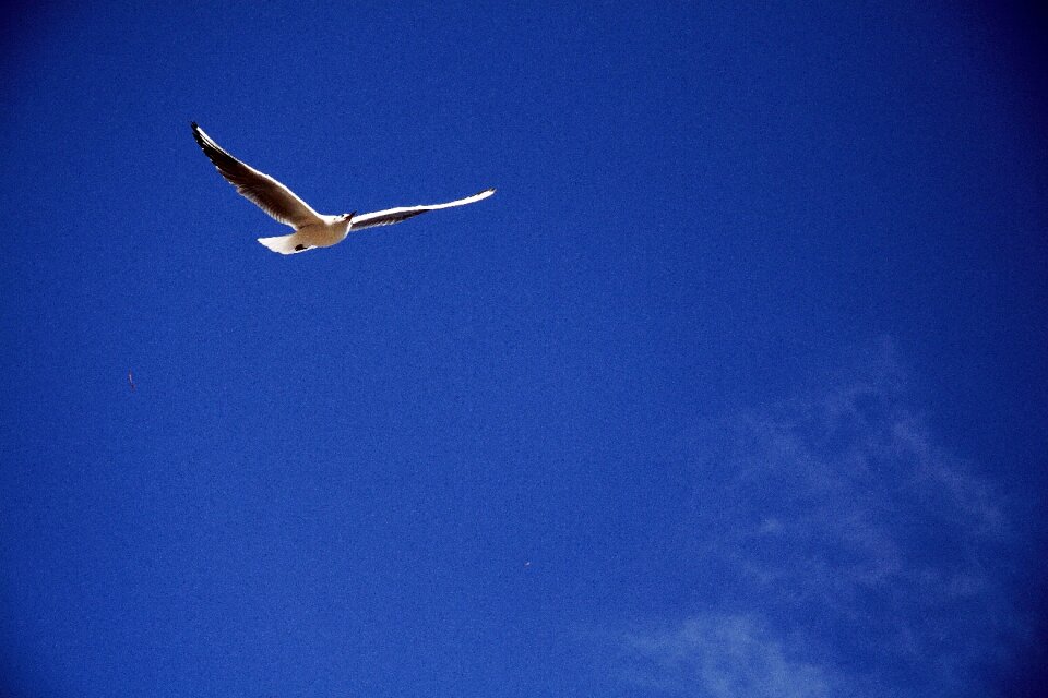 Sea flight wing