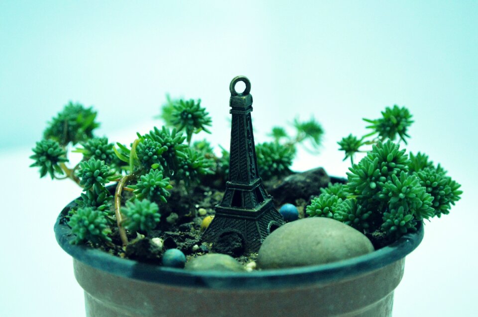 Still life potted plants light