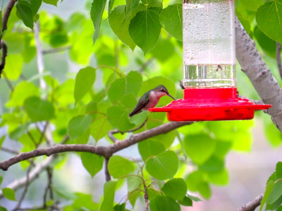 Nature hummingbird