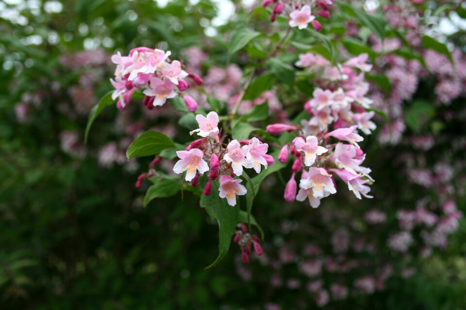 Flowering shrub nature shrubs