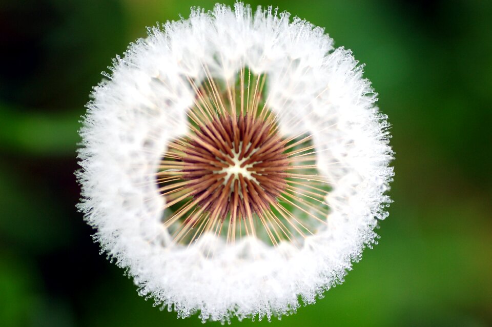 Nature vegetable dandelion