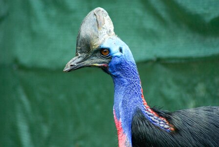 Cassowary helmet indonesia photo