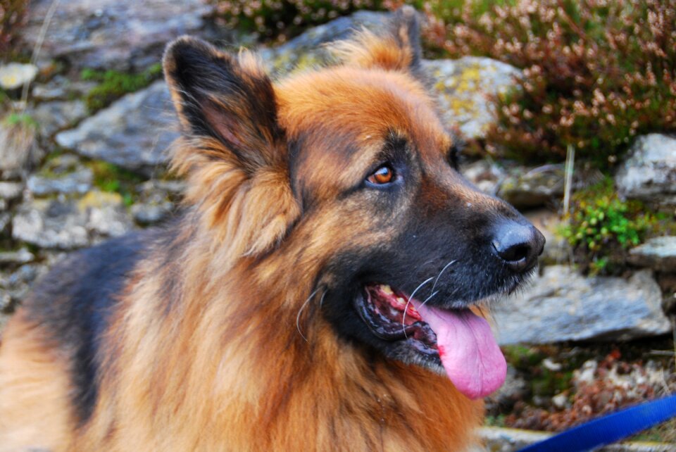 Language hair animal