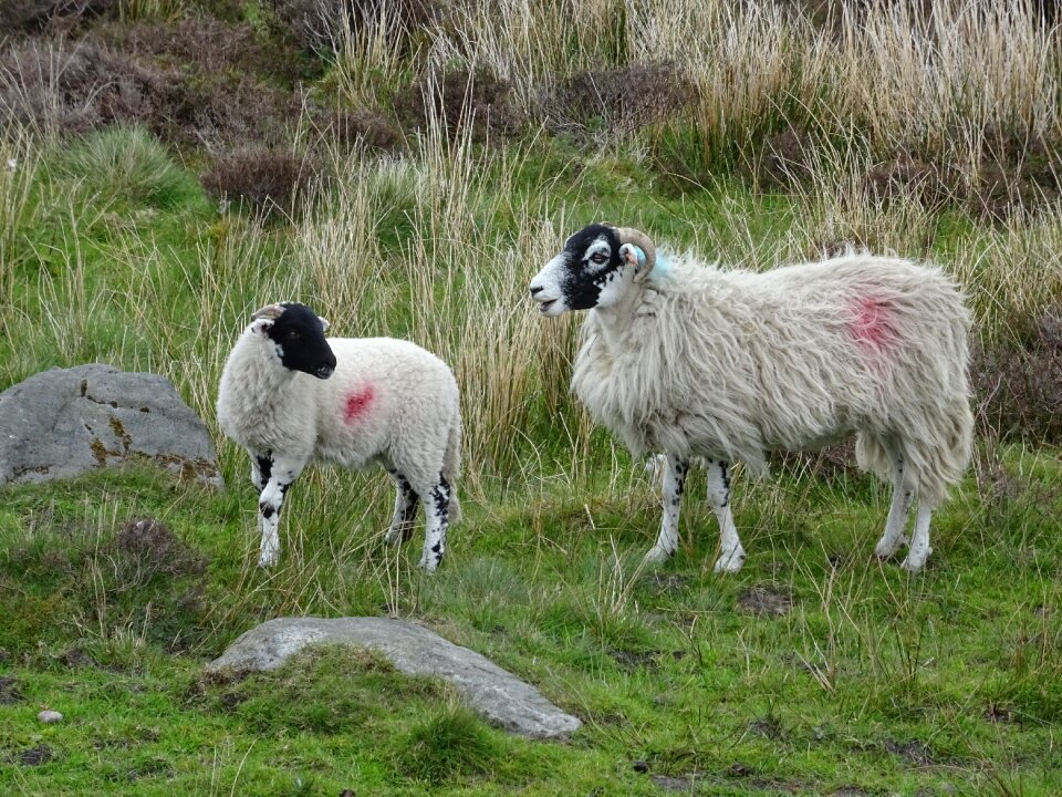 Animal agriculture livestock