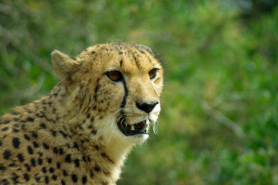 Feline tawny wild animal