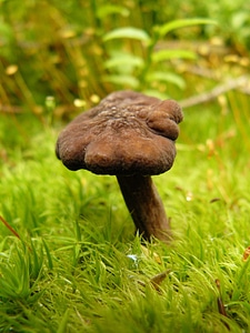 Fungi native ground