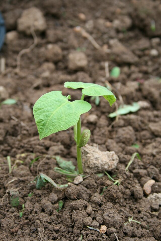 Plant garden seedlings