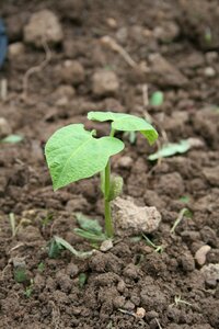 Plant garden seedlings