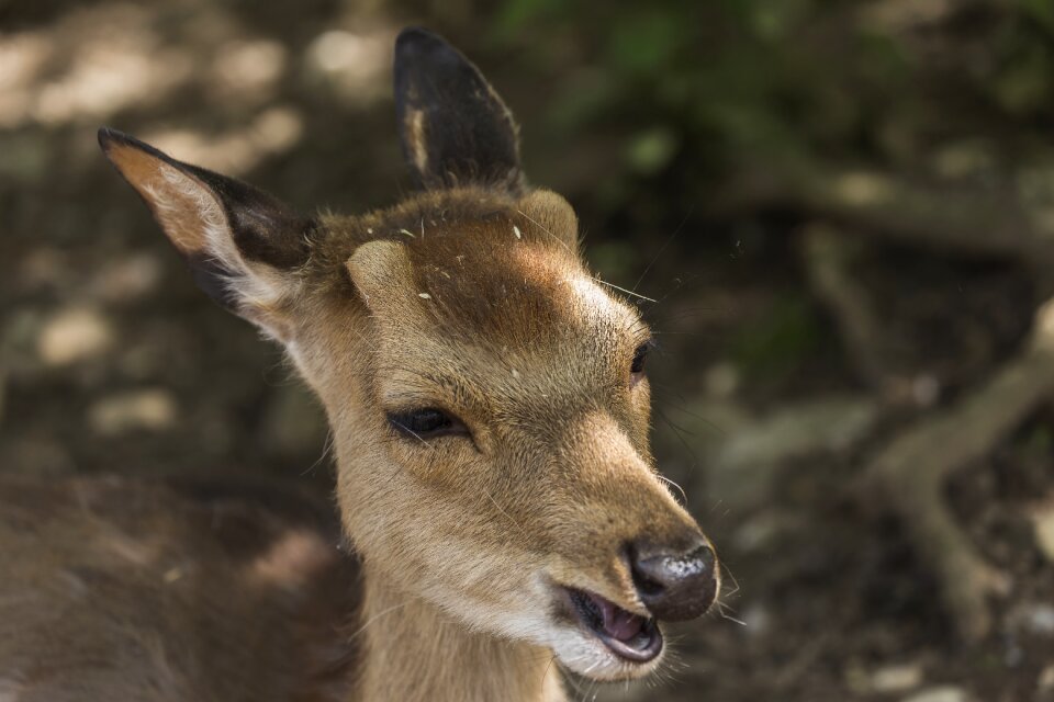 Nature red deer wild