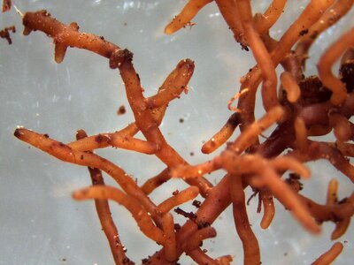 Root tree beech