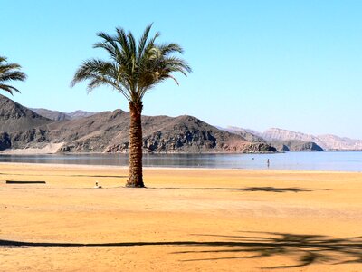 Red sea beach palm