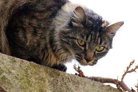 Cat face fur face cat