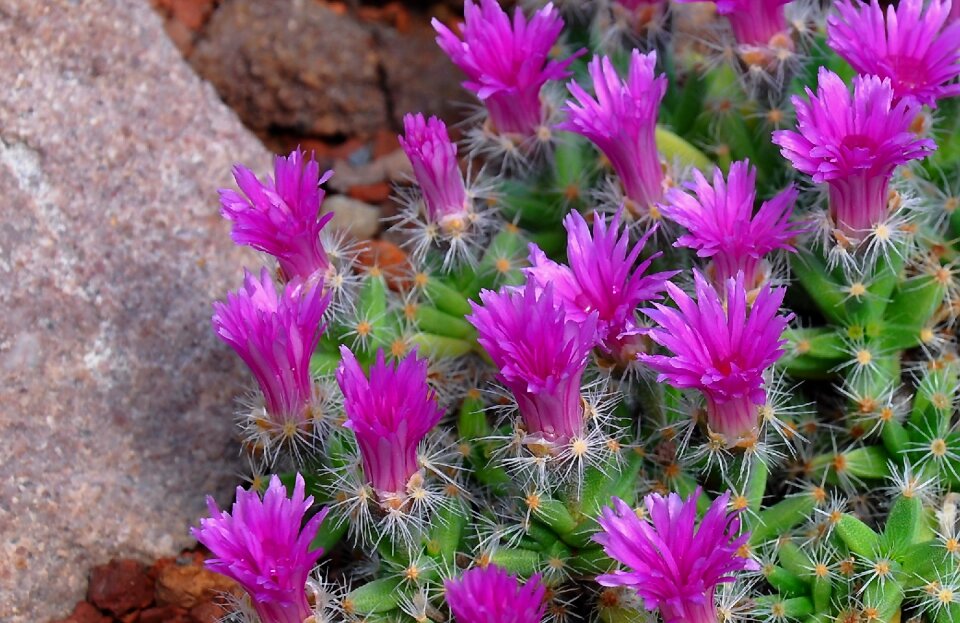 Flower cactus flower plants