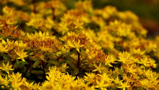 Yellow petals blossom