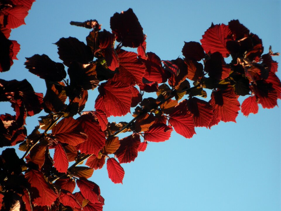 Backlighting branch sky