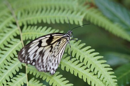 Exotic exot tropical