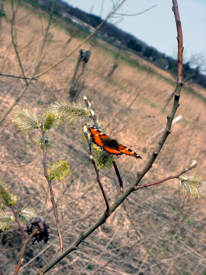 Branch nature insect