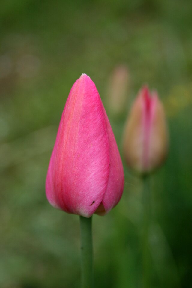 Pink bud gentle