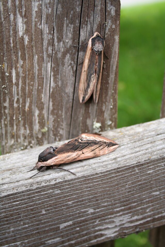 Nature flight flight insect