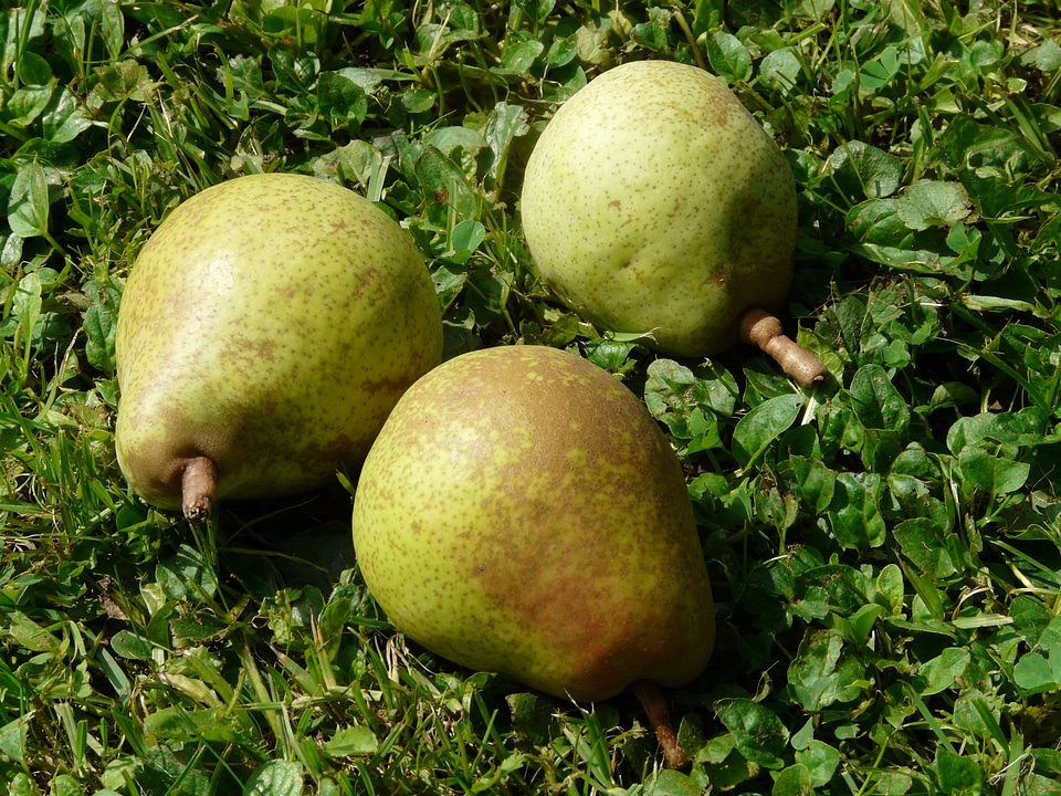 Pick windfall orchard