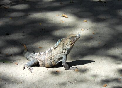 Dragon central america reptile photo