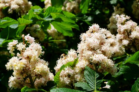 Blossom bloom spring
