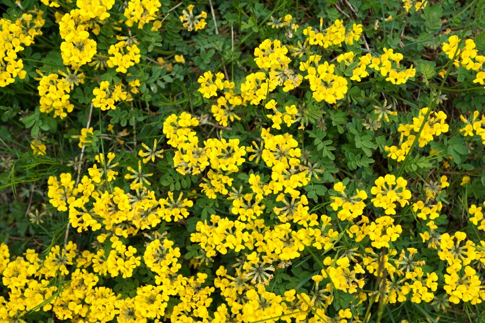 Spring aroma perfume