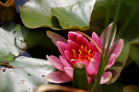 Pond nature pink water lily photo